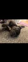 Kitana, a female French Bulldog for sale in Cincinnati, OH – 6 of 7