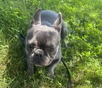 Kitana, a female French Bulldog for sale in Cincinnati, OH – 3 of 7