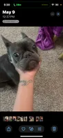 Kitana, a female French Bulldog for sale in Cincinnati, OH – 7 of 7