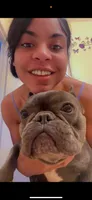 Kitana, a female French Bulldog for sale in Cincinnati, OH – 4 of 7