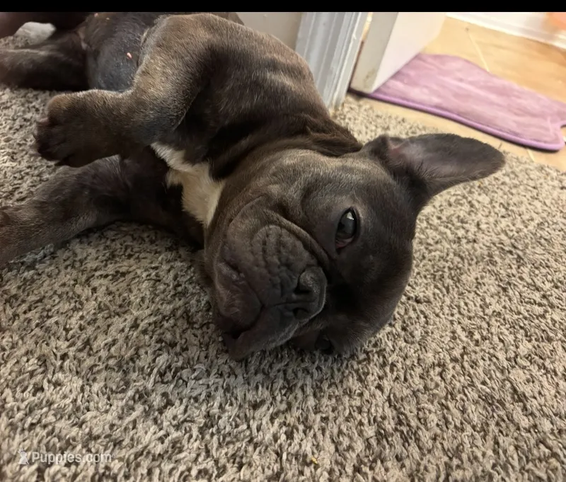 Kitana – French Bulldog puppy for sale in Cincinnati, OH