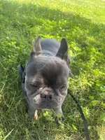 Kitana, a female French Bulldog for sale in Cincinnati, OH – 5 of 7