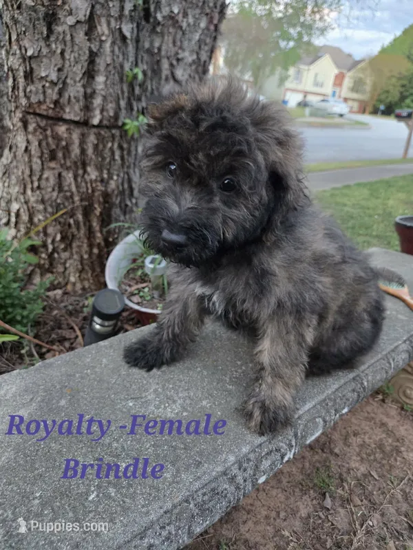 Royaltie – Bouvier des Flandres puppy for sale in Atlanta, GA