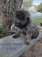 Royaltie, a female Bouvier des Flandres for sale in Atlanta, GA – Photo 1 of 2