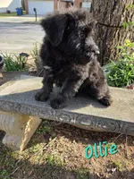 Ollie, a male Bouvier des Flandres for sale in Atlanta, GA – Photo 1 of 2