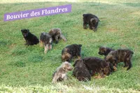 Ollie, a male Bouvier des Flandres for sale in Atlanta, GA – Photo 2 of 2