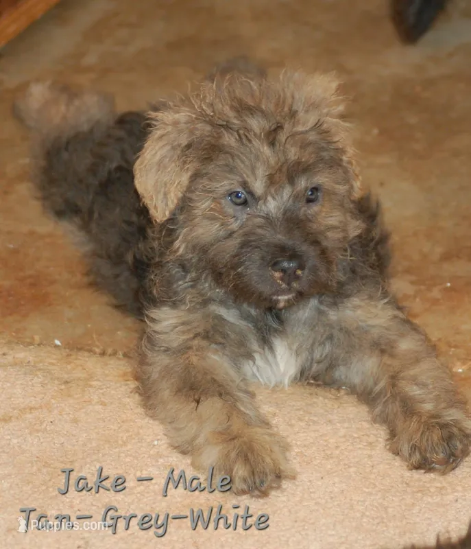Jake – Bouvier des Flandres puppy for sale in Atlanta, GA