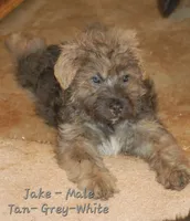 Jake, a male Bouvier des Flandres for sale in Atlanta, GA – Photo 2 of 2