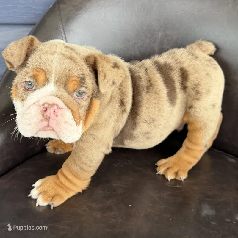Bruce- READY NOW – English Bulldog puppy for sale in Wooster, OH