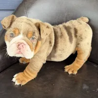 Bruce- TAKE HOME TODAY, a male English Bulldog for sale in Wooster, OH – 3 of 6