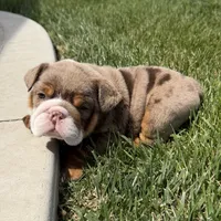 Bruce, a male English Bulldog for sale in Wooster, OH – 3 of 3