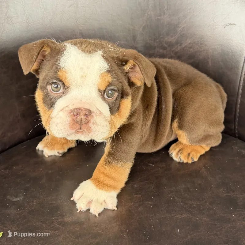 Bella- TAKE HOME TODAY – English Bulldog puppy for sale in Wooster, OH