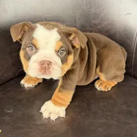 Bella- TAKE HOME TODAY, a female English Bulldog for sale in Wooster, OH – 1 of 6