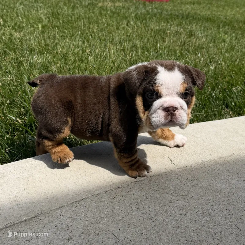 Bella – English Bulldog puppy for sale in Wooster, OH