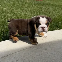 Bella, a female English Bulldog for sale in Wooster, OH – 1 of 3