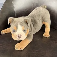 Benji-TAKE HOME TODAY, a male English Bulldog for sale in Wooster, OH – 2 of 5
