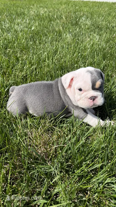 liam  – English Bulldog puppy for sale in Wooster, OH