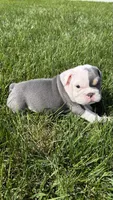 liam , a male English Bulldog for sale in Wooster, OH – 2 of 2