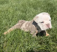 luca, a male English Bulldog for sale in Wooster, OH – 2 of 2