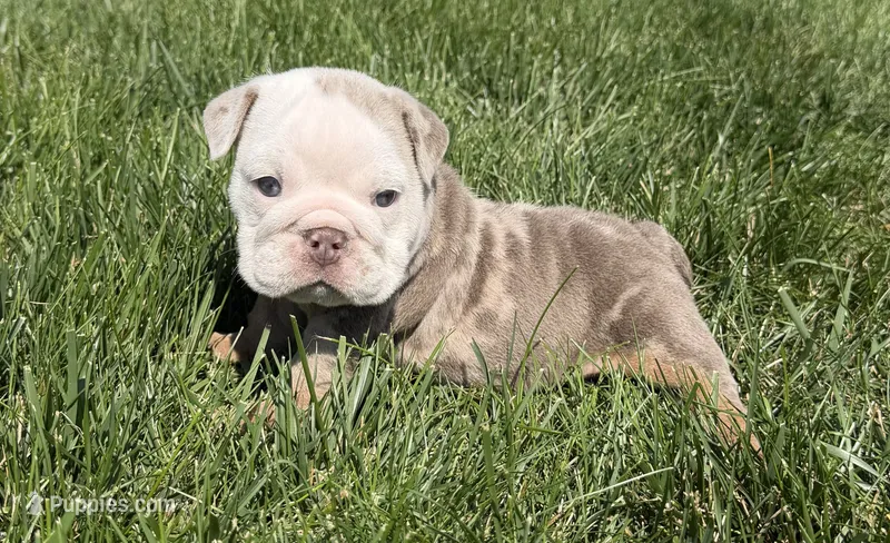 luca – English Bulldog puppy for sale in Wooster, OH