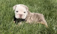 luca, a male English Bulldog for sale in Wooster, OH – 1 of 2