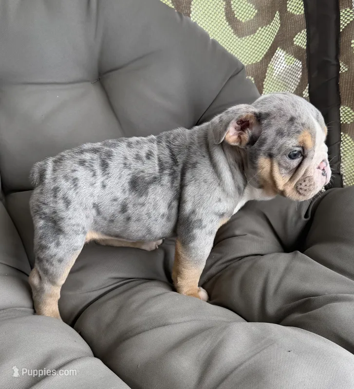 lynn READY NOW  – English Bulldog puppy for sale in Wooster, OH