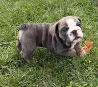 Rolo, a male English Bulldog for sale in Wooster, OH – 2 of 2
