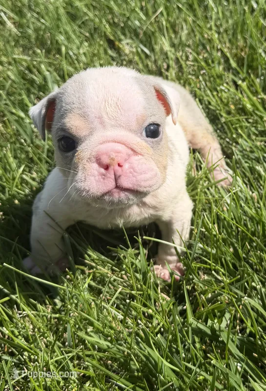 london – English Bulldog puppy for sale in Wooster, OH