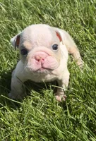 london, a female English Bulldog for sale in Wooster, OH – 2 of 2