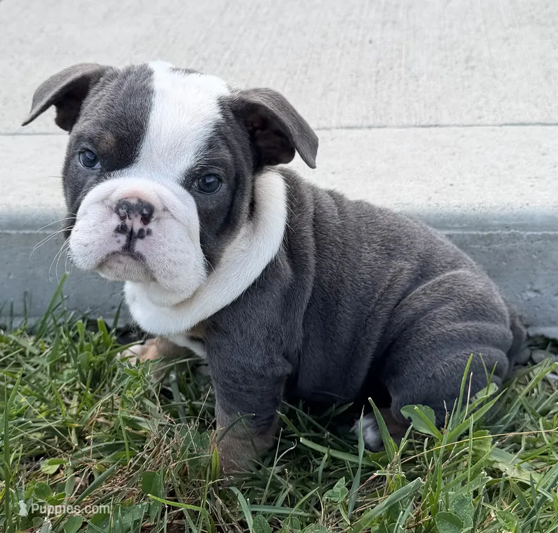 Rosie – English Bulldog puppy for sale in Wooster, OH
