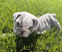 lenny , a male English Bulldog for sale in Wooster, OH – 2 of 2