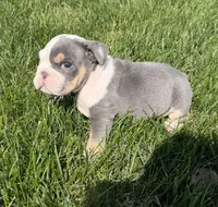 liam , a male English Bulldog for sale in Wooster, OH – 1 of 2
