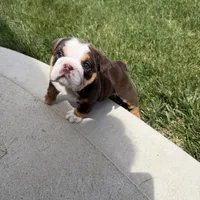 Bella, a female English Bulldog for sale in Wooster, OH – 3 of 3