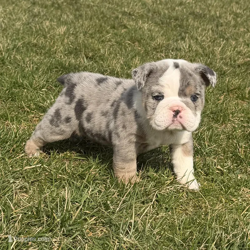 Rosie – English Bulldog puppy for sale in Wooster, OH