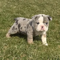 Rosie, a female English Bulldog for sale in Wooster, OH – Photo 1 of 3