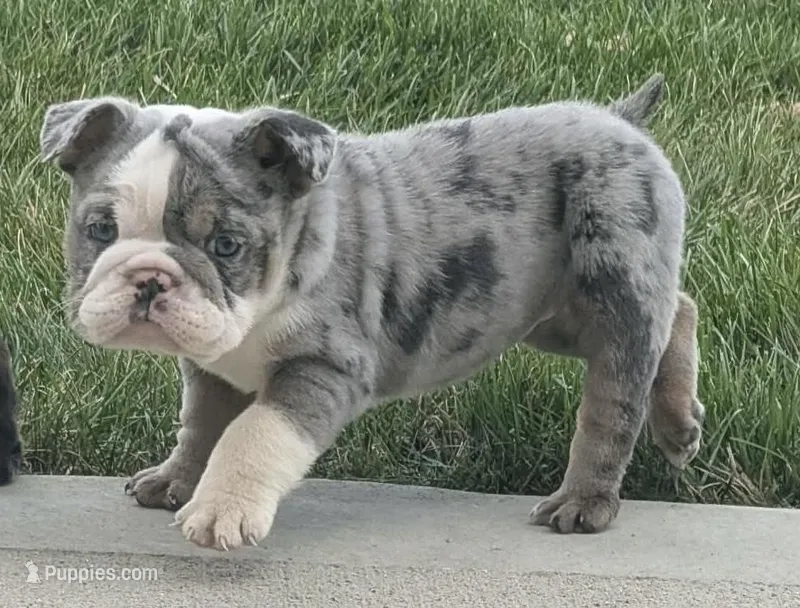 READY NOW- Rosie – English Bulldog puppy for sale in Wooster, OH