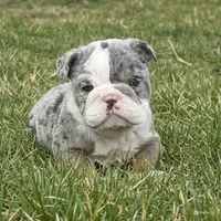 Rosie, a female English Bulldog for sale in Wooster, OH – Photo 3 of 3