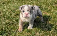 Rosie, a female English Bulldog for sale in Wooster, OH – Photo 2 of 3