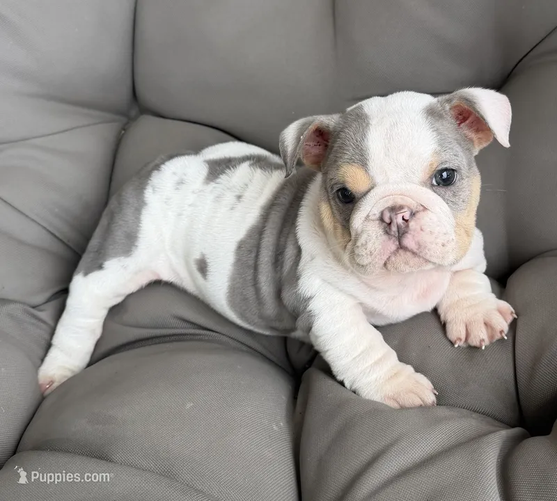 london READY NOW – English Bulldog puppy for sale in Wooster, OH