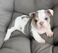 london- TAKE HOME TODAY, a female English Bulldog for sale in Wooster, OH – 1 of 2