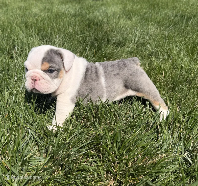 lane – English Bulldog puppy for sale in Wooster, OH