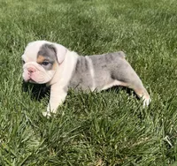 lane, a male English Bulldog for sale in Wooster, OH – 1 of 2
