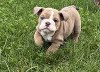 Raven , a female English Bulldog for sale in Wooster, OH – 2 of 2
