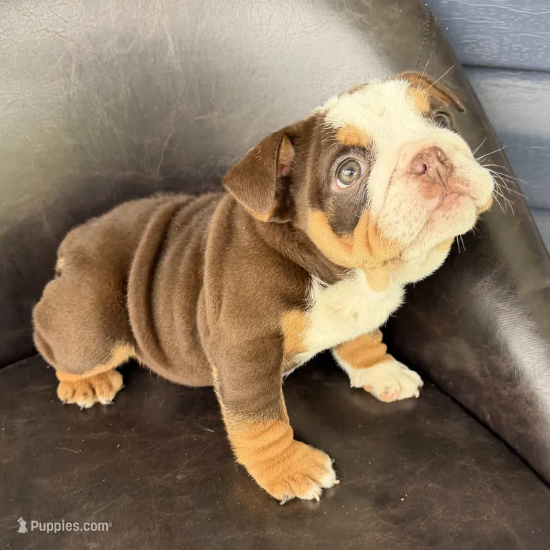 Bella- READY NOW – English Bulldog puppy for sale in Wooster, OH