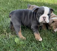 Rosie, a female English Bulldog for sale in Wooster, OH – 2 of 2