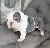 lane- TAKE HOME TODAY, a male English Bulldog for sale in Wooster, OH – 2 of 2