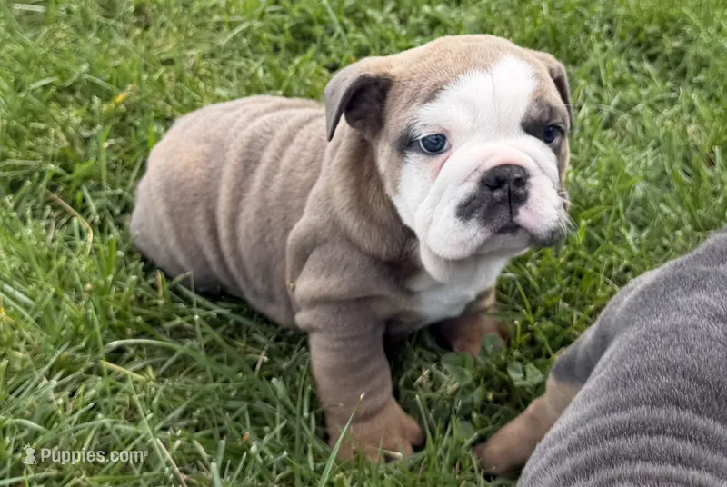 Rayne – English Bulldog puppy for sale in Wooster, OH