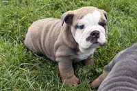 Rayne, a female English Bulldog for sale in Wooster, OH – 1 of 2