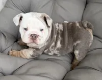 luca- TAKE HOME TODAY, a male English Bulldog for sale in Wooster, OH – 2 of 2