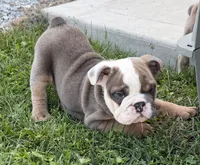Rocky, a male English Bulldog for sale in Wooster, OH – 2 of 2